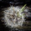 Dainty in Death